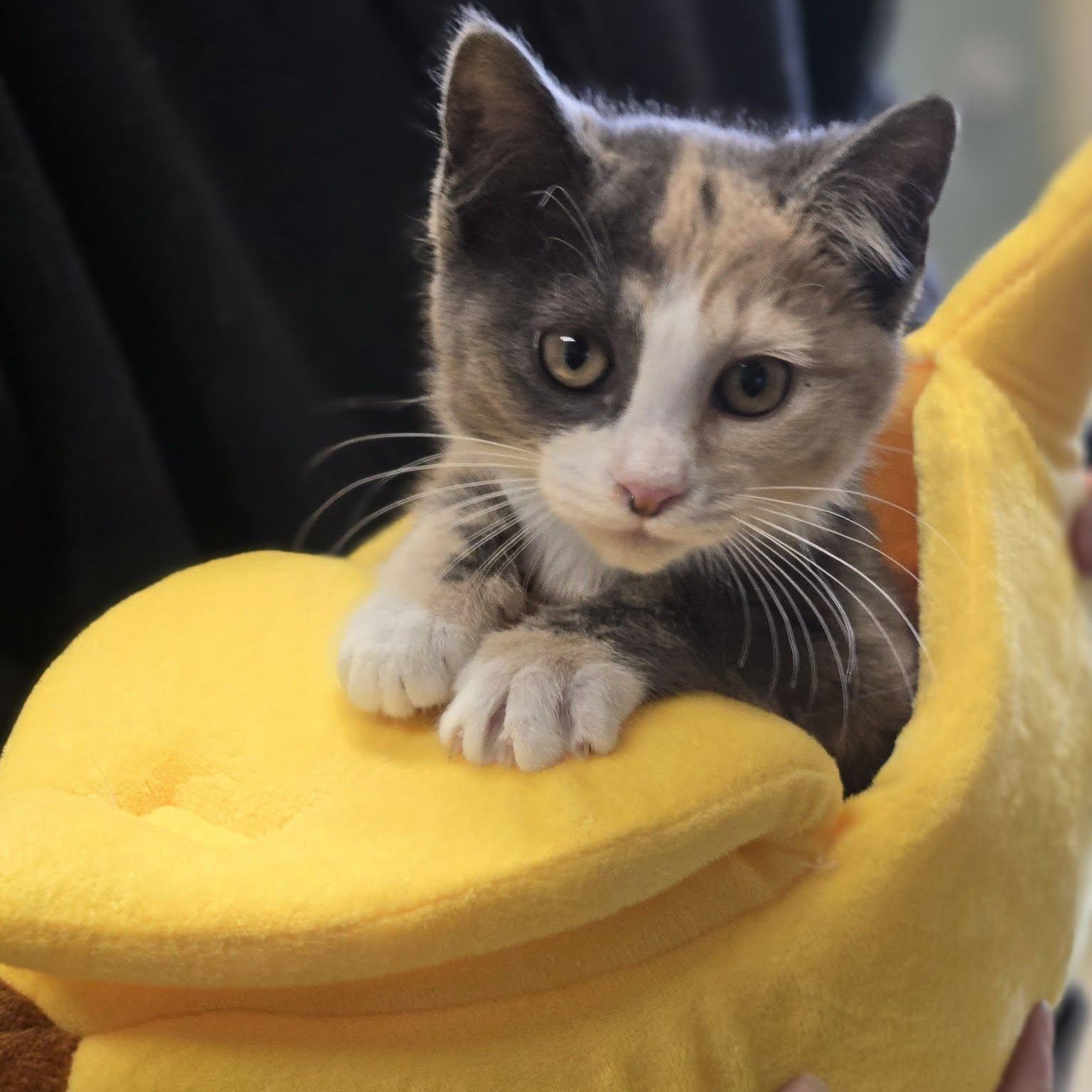 Bug, adopted, Kitten Female Domestic Short Hair.