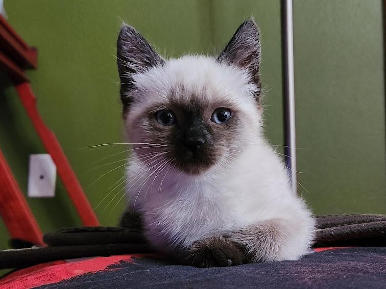 Enlarge Dorothy, an adopted Siamese in Hillsboro, OR image 1/5