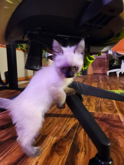 Enlarge Dorothy, an adopted Siamese in Hillsboro, OR image 3/5