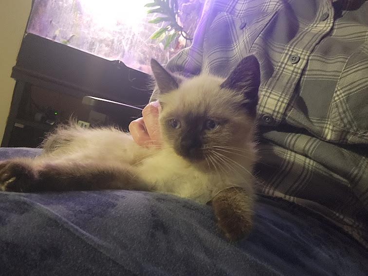 Enlarge Dorothy, an adopted Siamese in Hillsboro, OR image 2/5