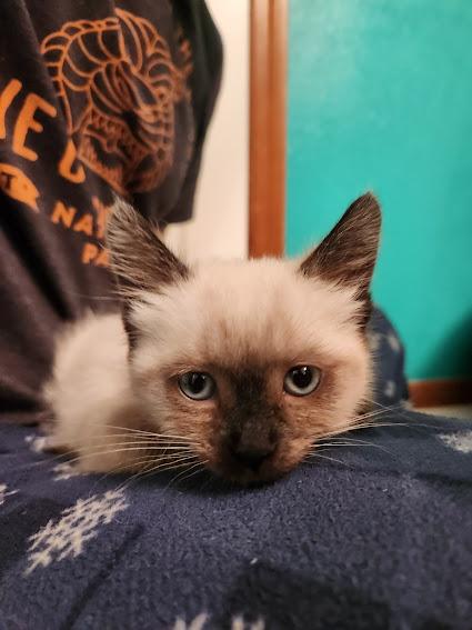 Enlarge Dorothy, an adopted Siamese in Hillsboro, OR image 5/5