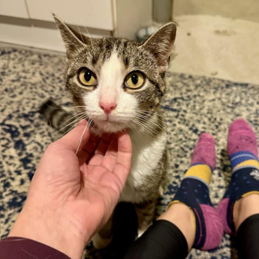 Croissant, a Adoptable Domestic Short Hair in Stamford, CT image 3/6