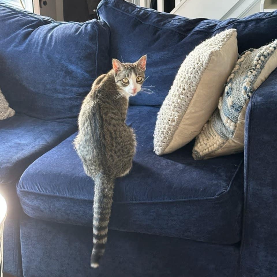 Croissant, a Adoptable Domestic Short Hair in Stamford, CT image 6/6