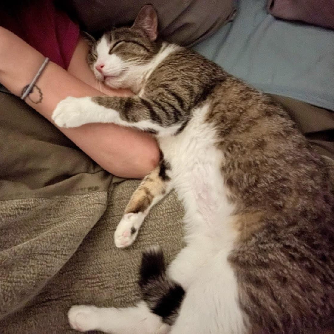 Croissant photo 4