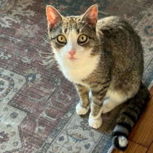 Croissant, Young Female Domestic Short Hair