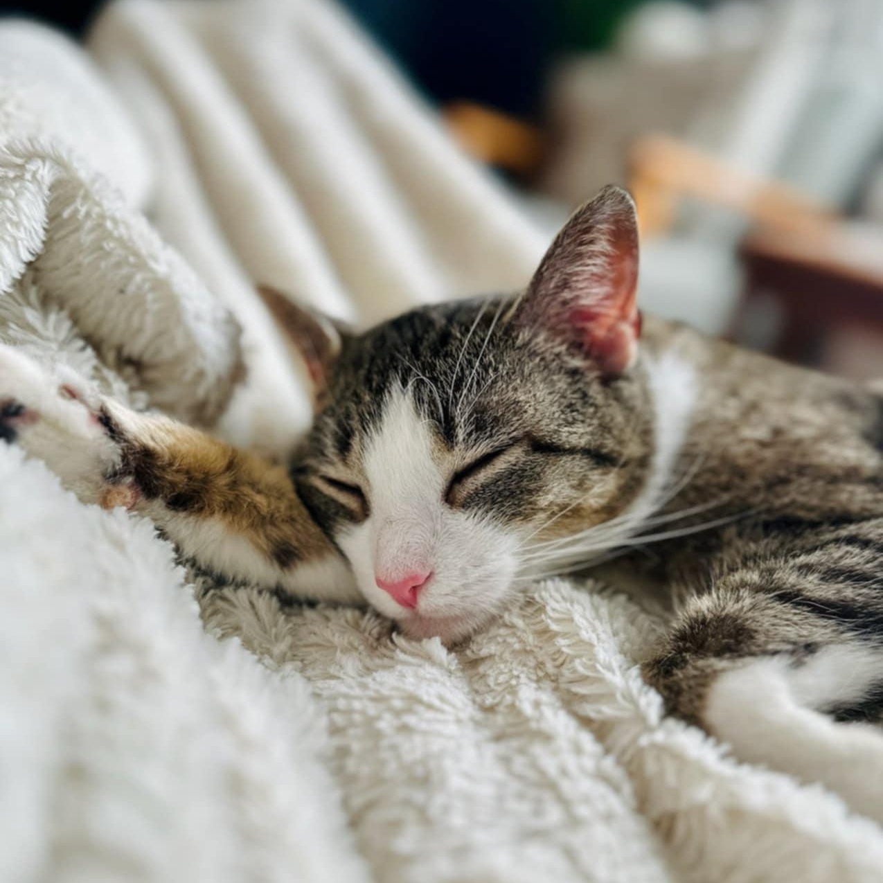 Croissant, a Adoptable Domestic Short Hair in Stamford, CT image 2/6