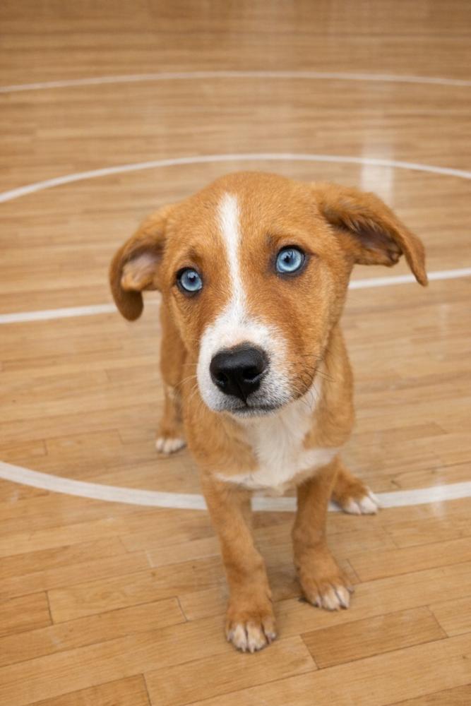 Bracket, Adoptable, Puppy Male Mixed Breed.