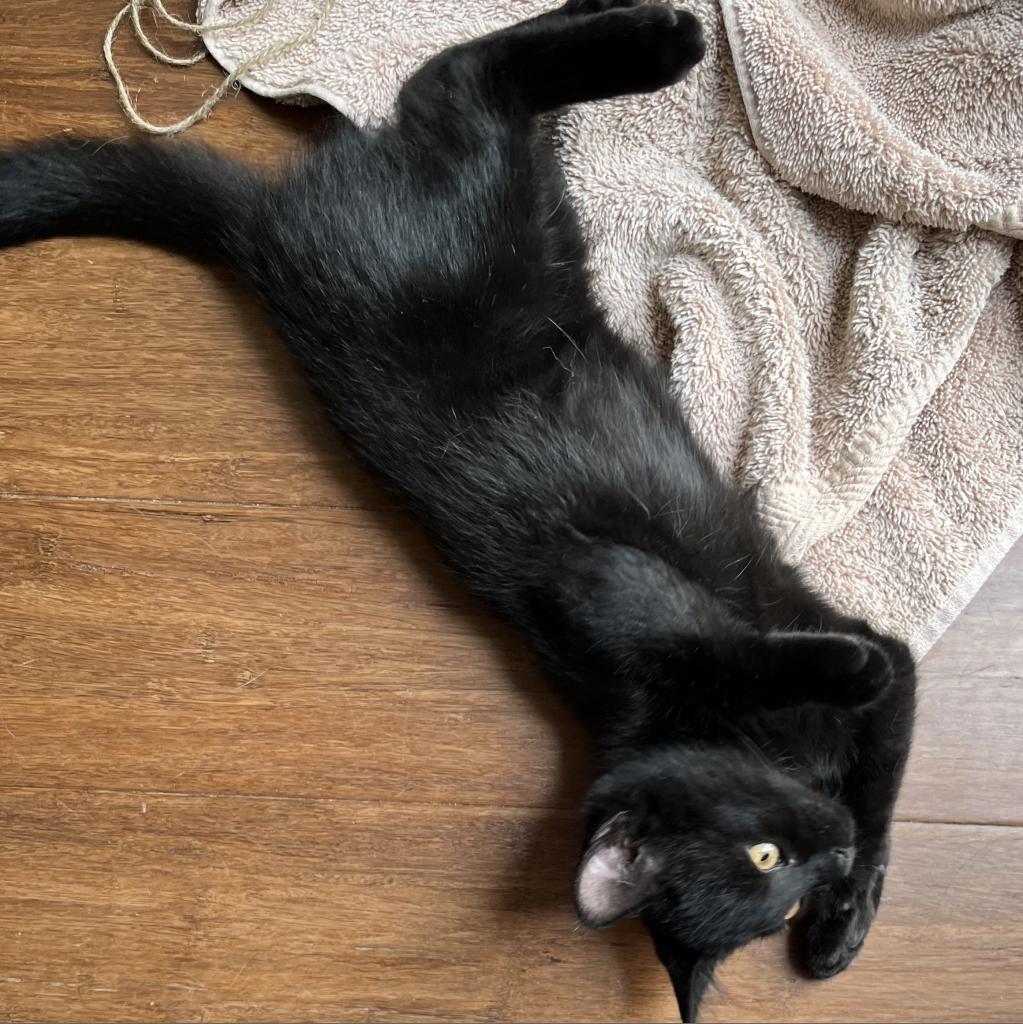 Enlarge Mantel, a Adoptable Domestic Short Hair in Rochester, MN image 1/1