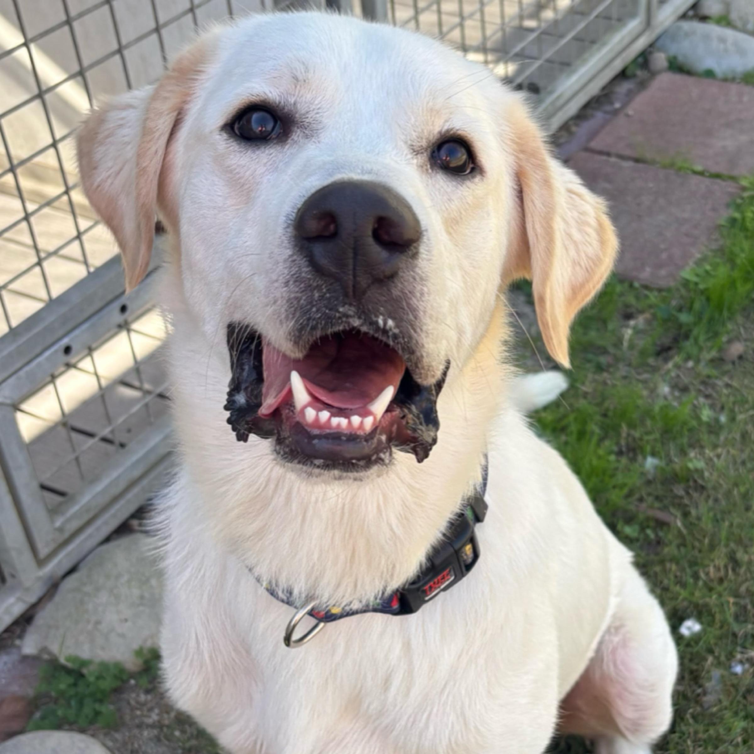 Cooper — thumbnail 2