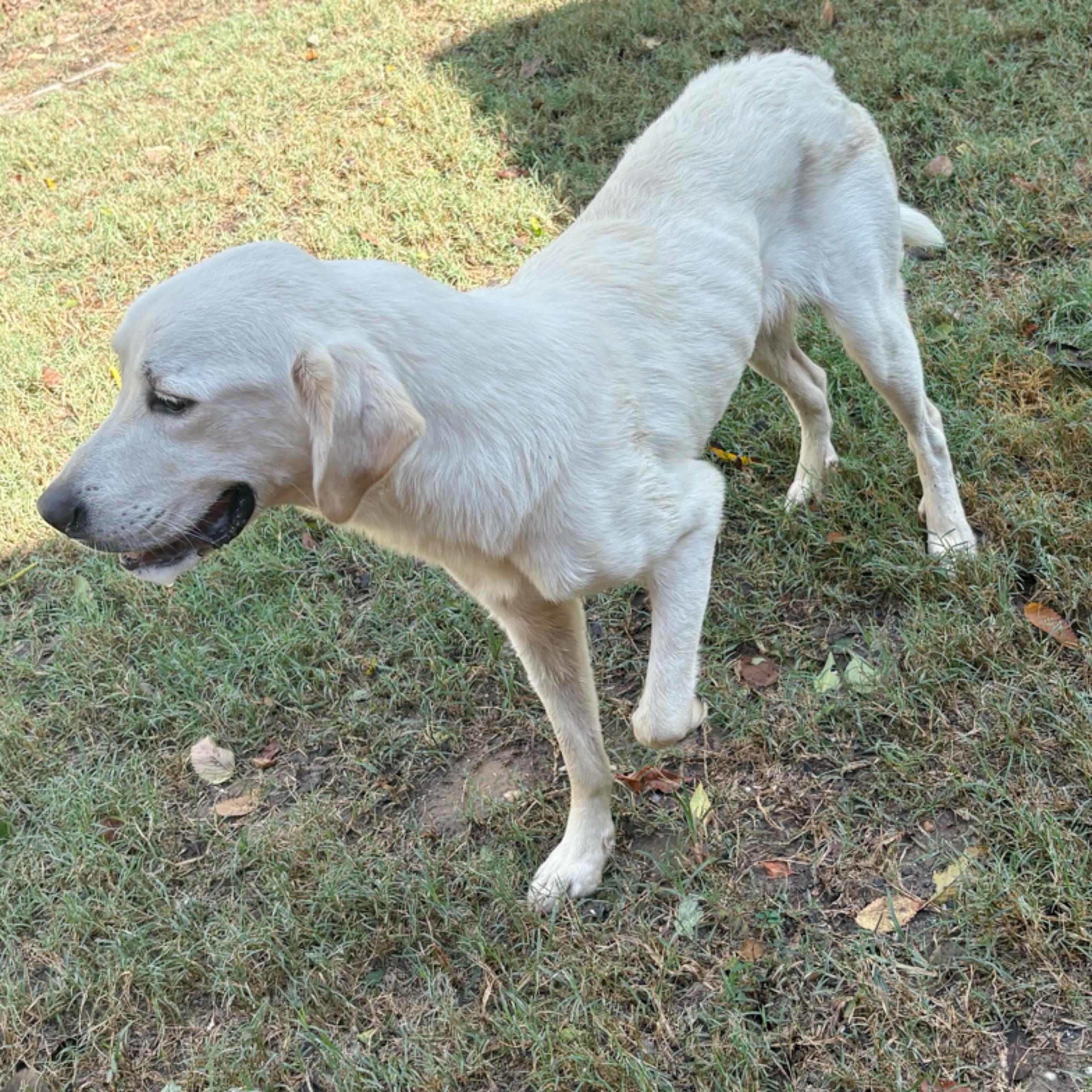 Cooper — thumbnail 3