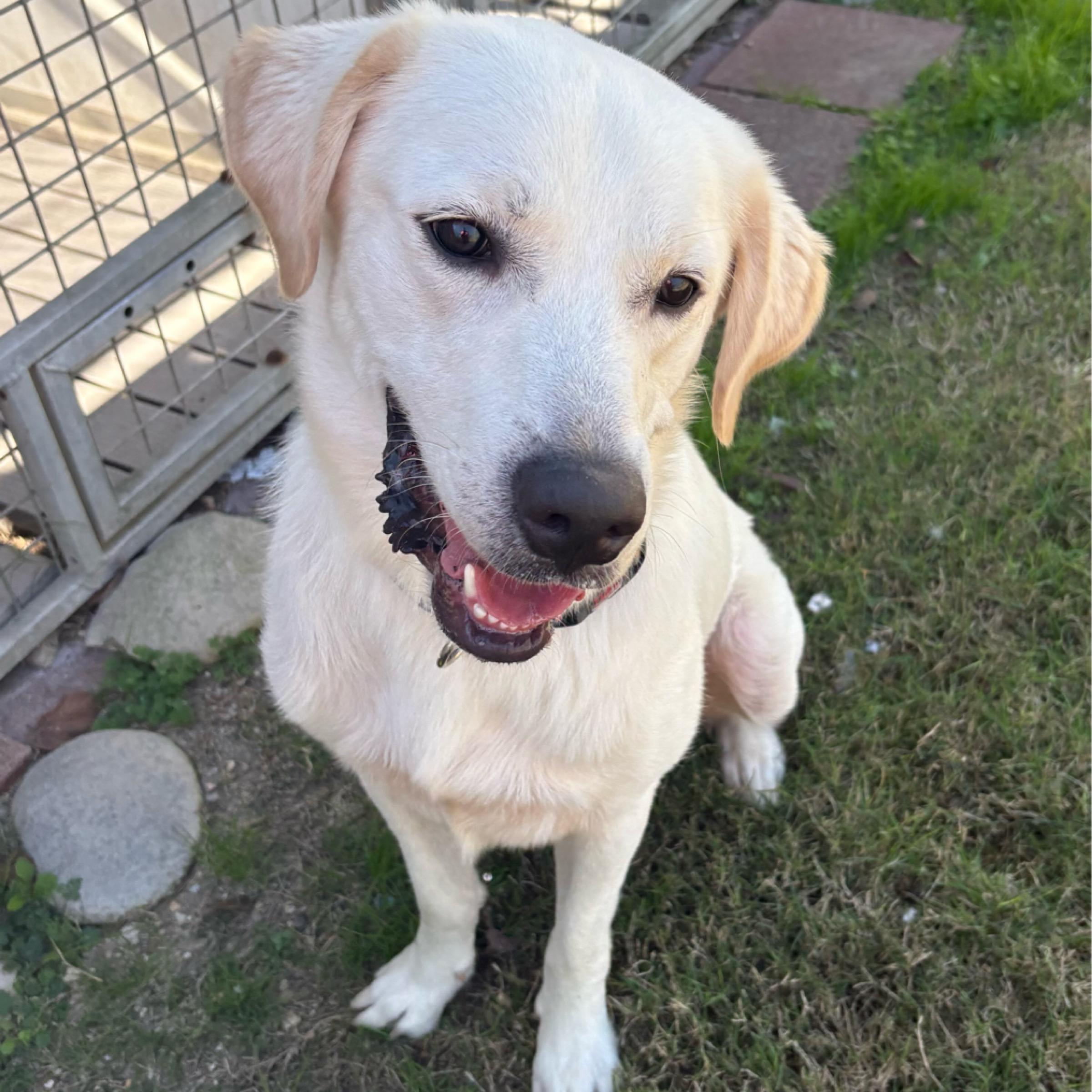 Cooper — thumbnail 4