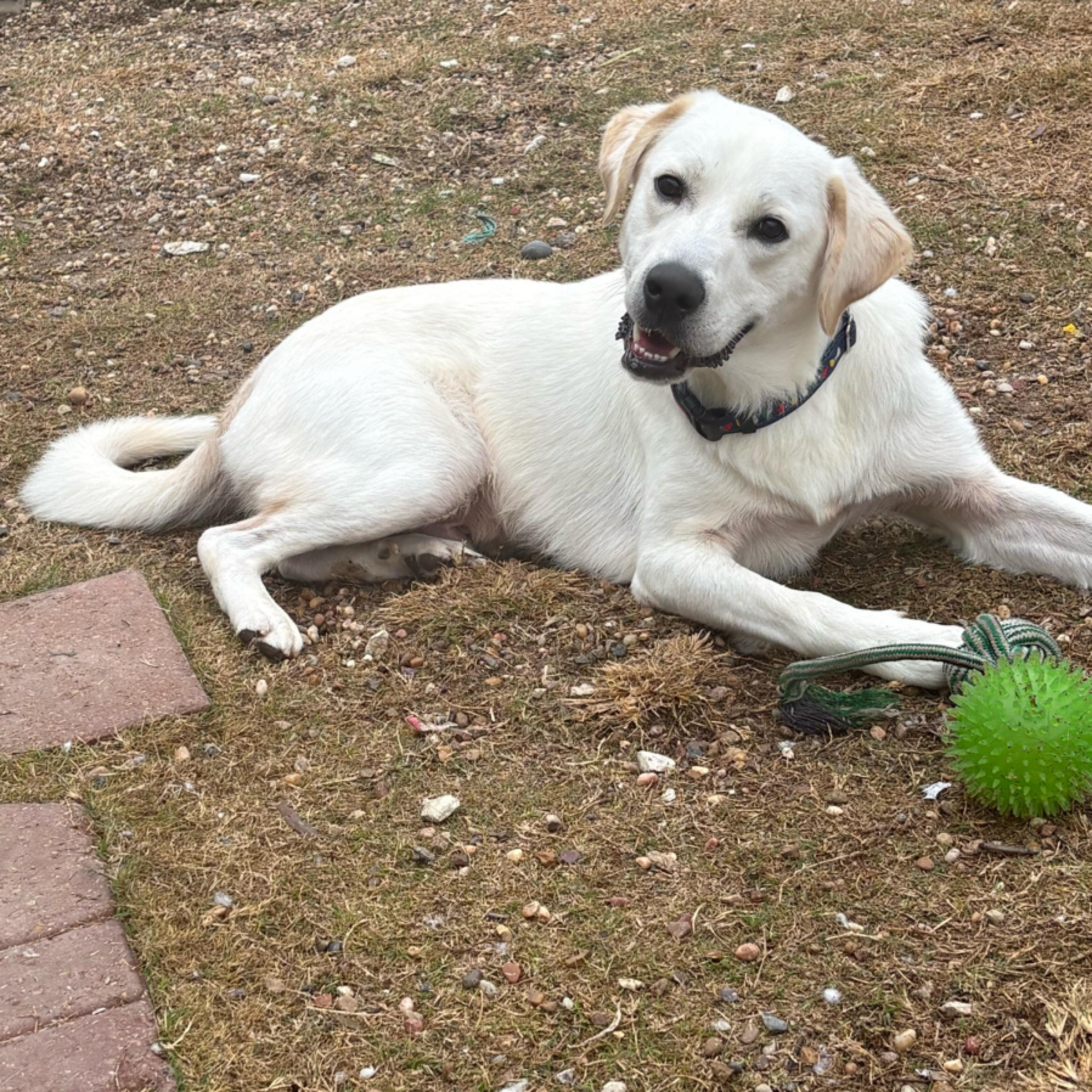 Cooper — thumbnail 5