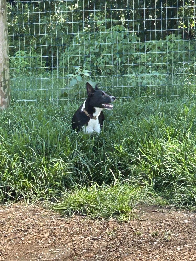 Enlarge Sadie, a Adoptable mixed breed in Brownstown, IN image 1/4