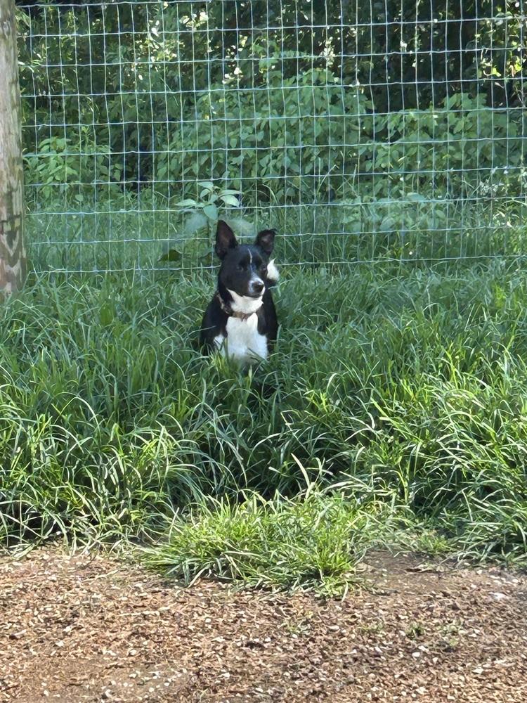 Enlarge Sadie, a Adoptable mixed breed in Brownstown, IN image 2/4