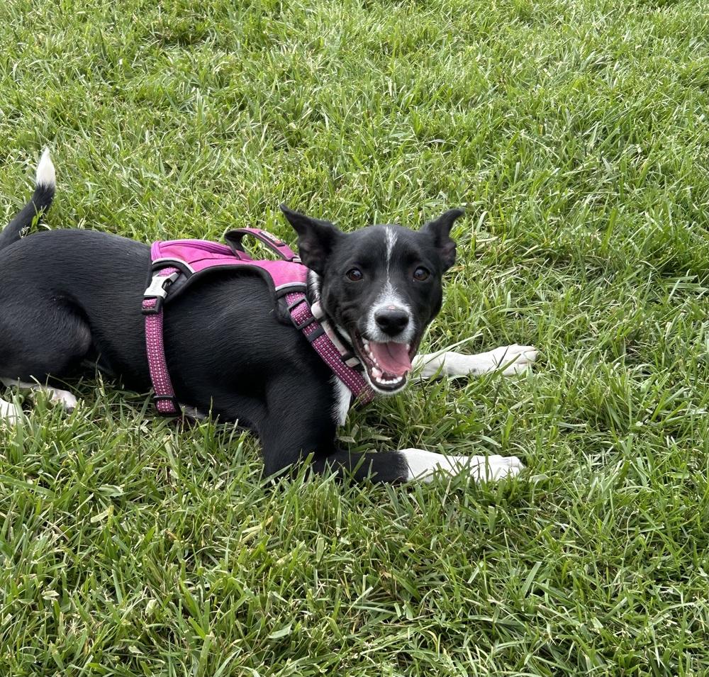 Enlarge Sadie, a Adoptable mixed breed in Brownstown, IN image 3/4