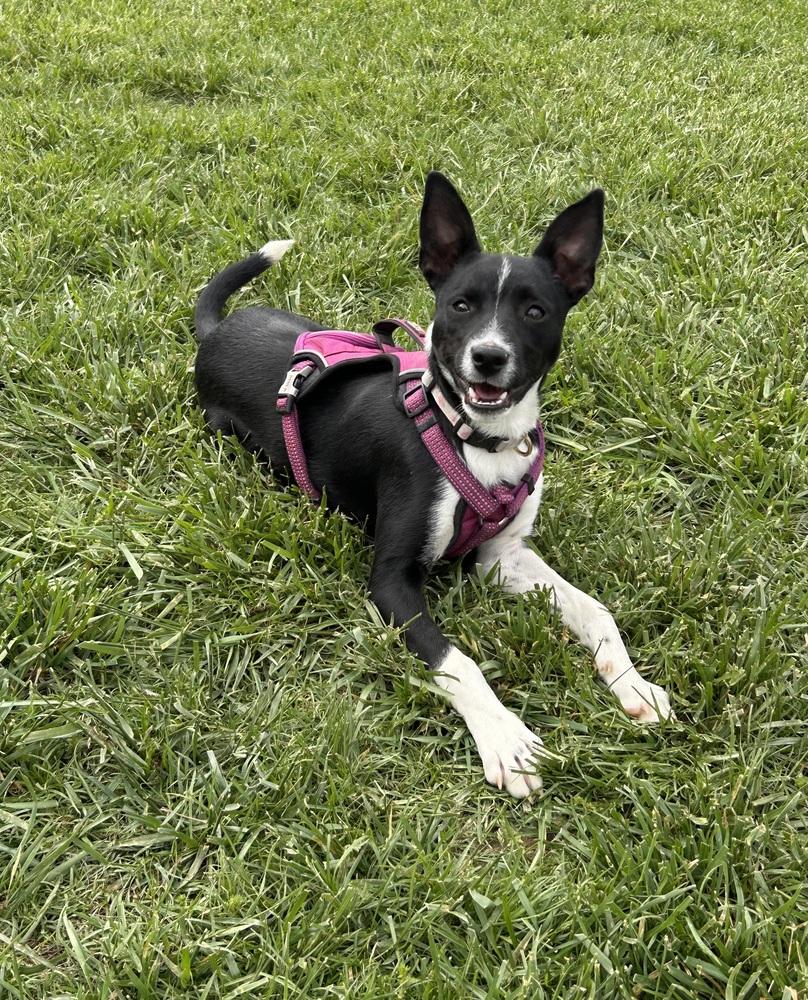 Enlarge Sadie, a Adoptable mixed breed in Brownstown, IN image 4/4