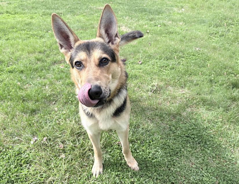 Enlarge Custard, a ADOPTABLE mixed breed in Columbus, IN image 1/2