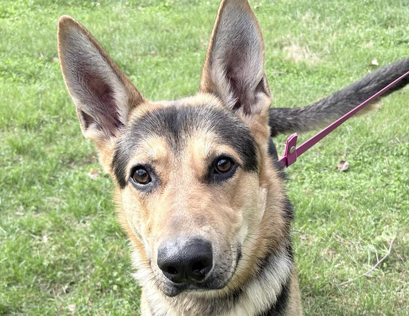 Enlarge Custard, a ADOPTABLE mixed breed in Columbus, IN image 2/2