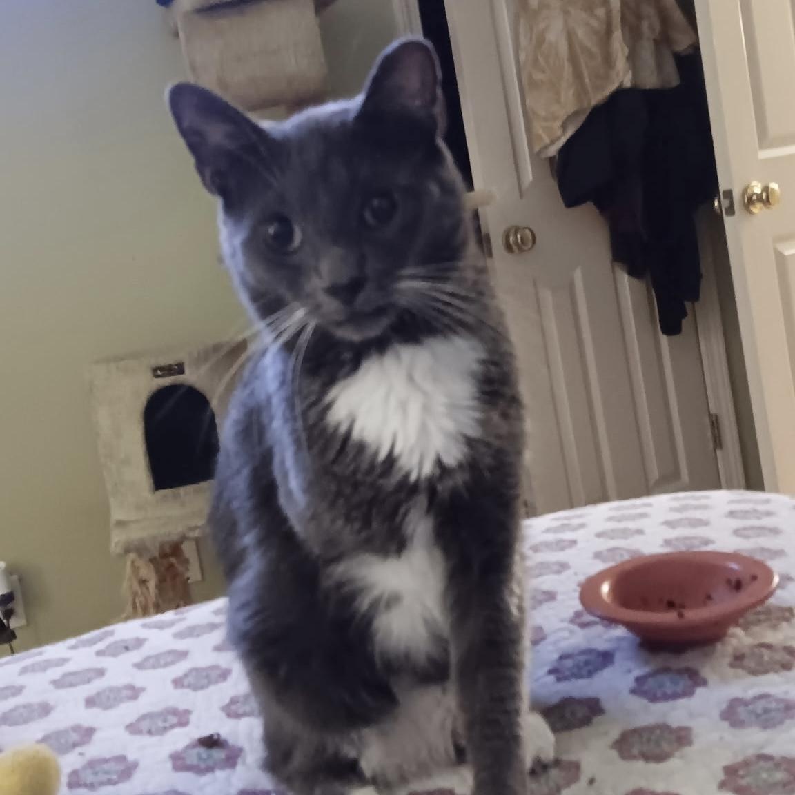 Enlarge Greyson, a Adoptable Domestic Short Hair in Easley, SC image 2/6
