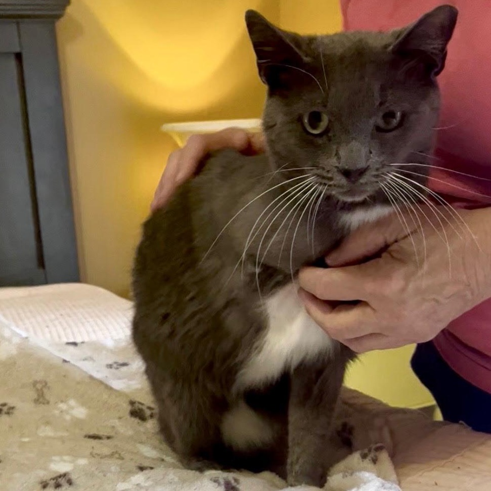 Enlarge Greyson, a Adoptable Domestic Short Hair in Easley, SC image 5/6