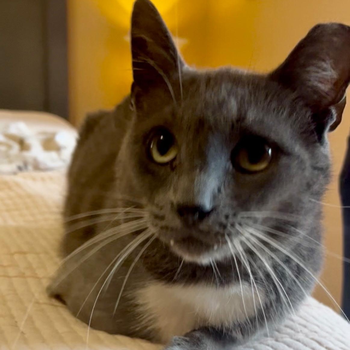 Enlarge Greyson, a Adoptable Domestic Short Hair in Easley, SC image 3/6