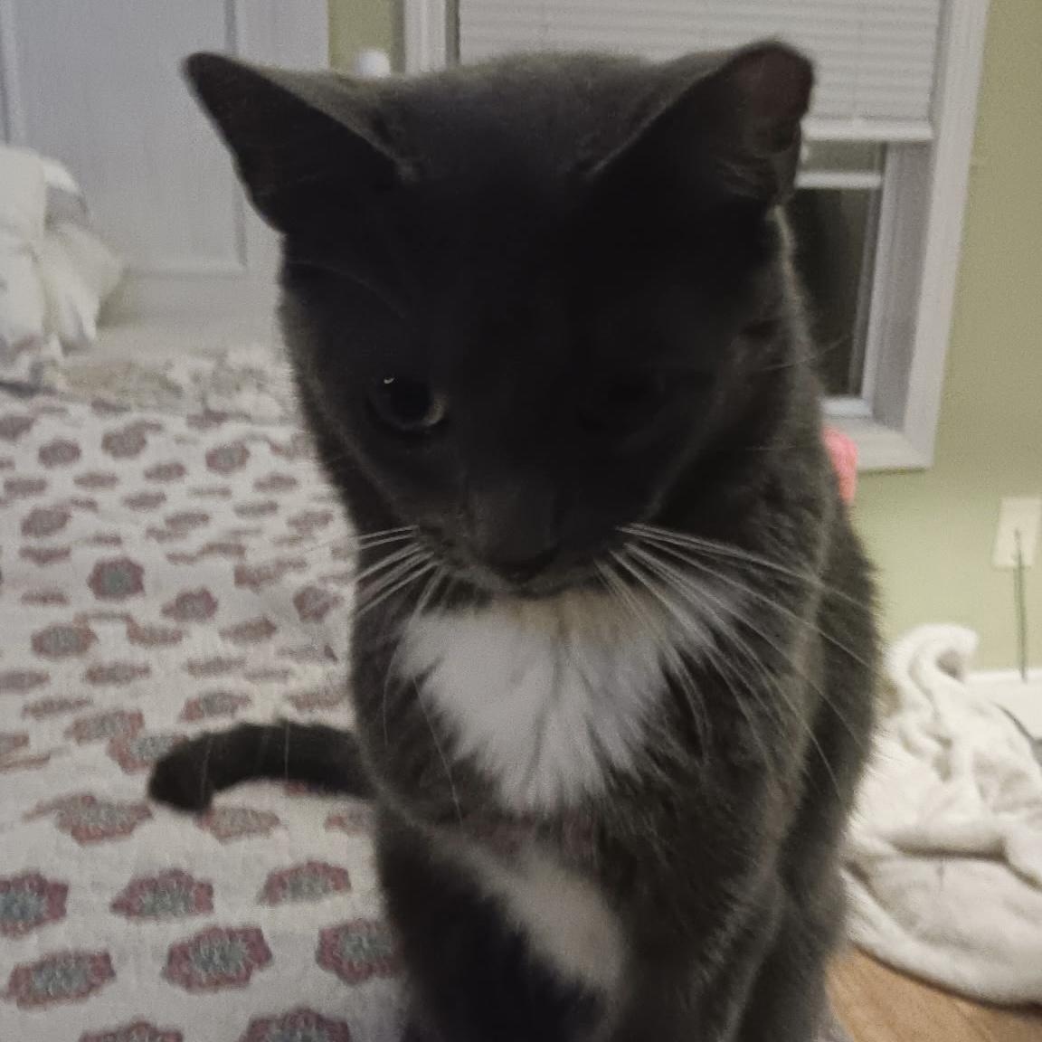 Enlarge Greyson, a Adoptable Domestic Short Hair in Easley, SC image 6/6
