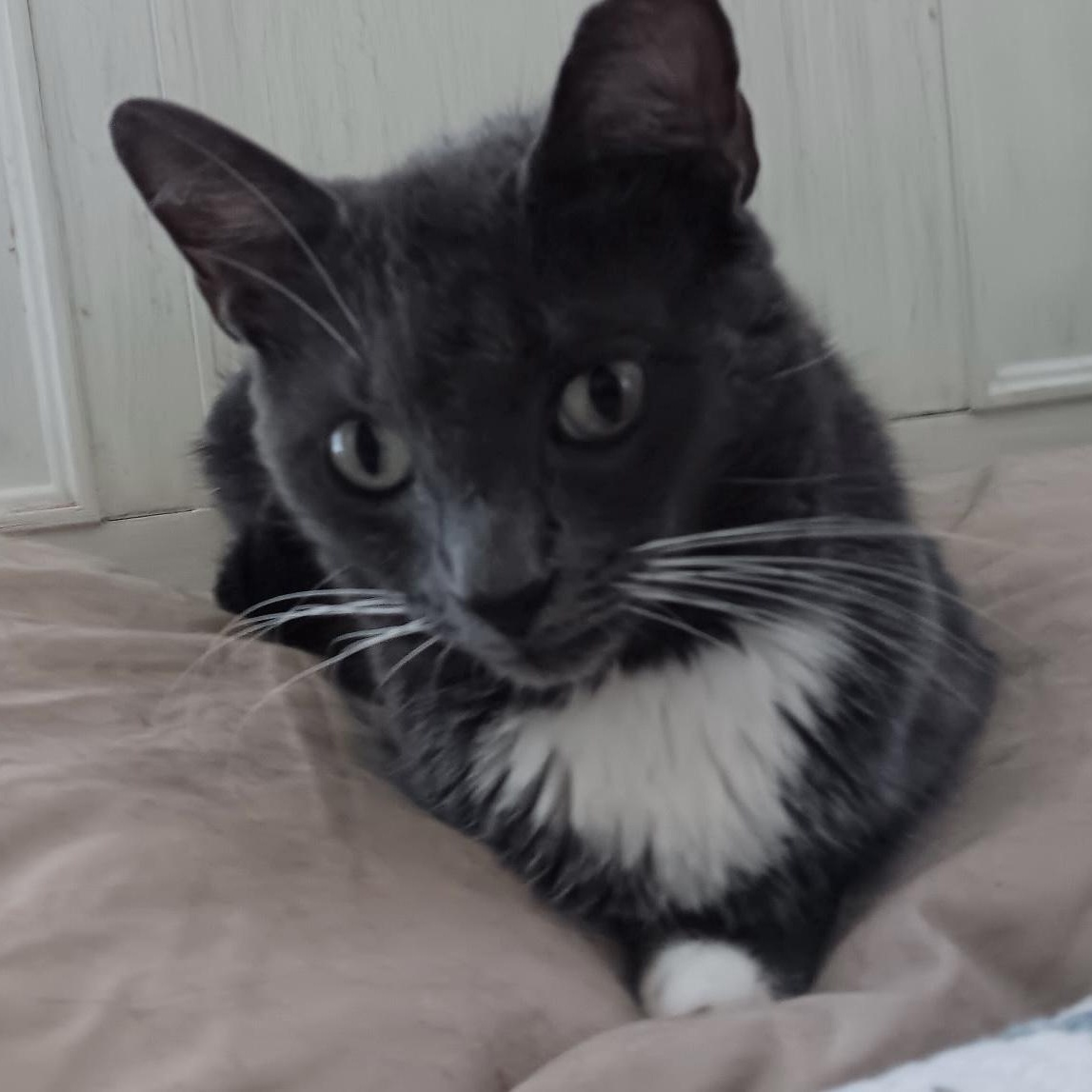 Greyson, Adoptable, Adult Male Domestic Short Hair.
