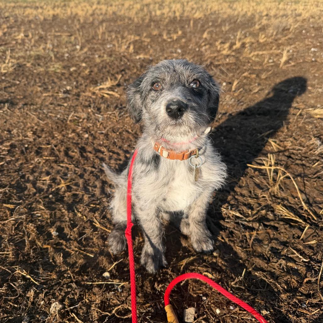 Enlarge Buddha, a Adoptable Australian Cattle Dog / Blue Heeler in Spanish Fork, UT image 1/5