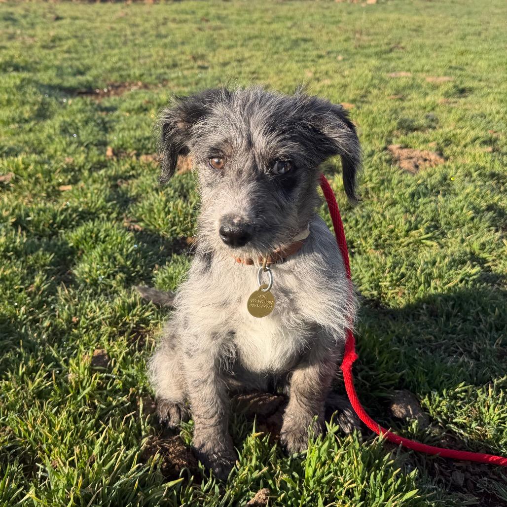 Enlarge Buddha, a Adoptable Australian Cattle Dog / Blue Heeler in Spanish Fork, UT image 2/5
