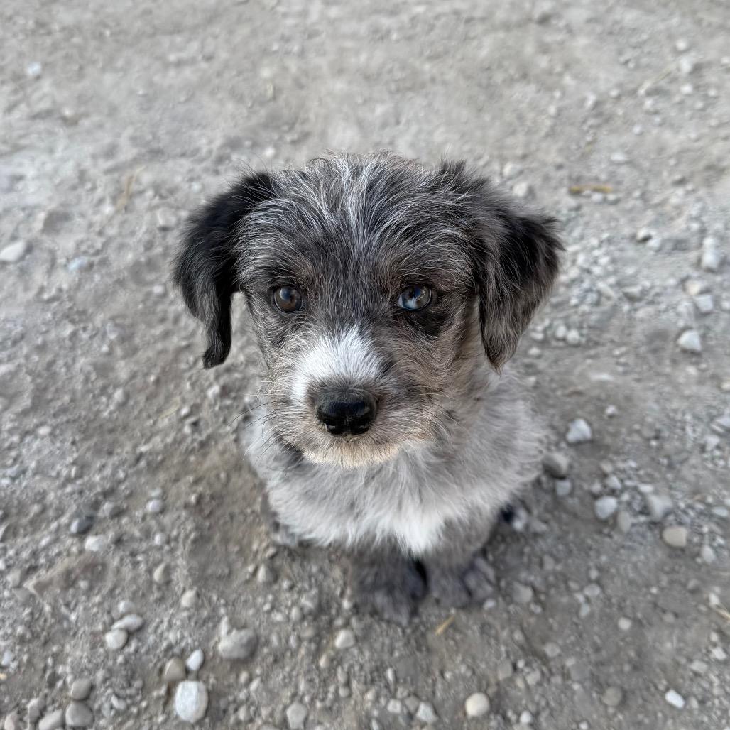 Enlarge Buddha, a Adoptable Australian Cattle Dog / Blue Heeler in Spanish Fork, UT image 3/5