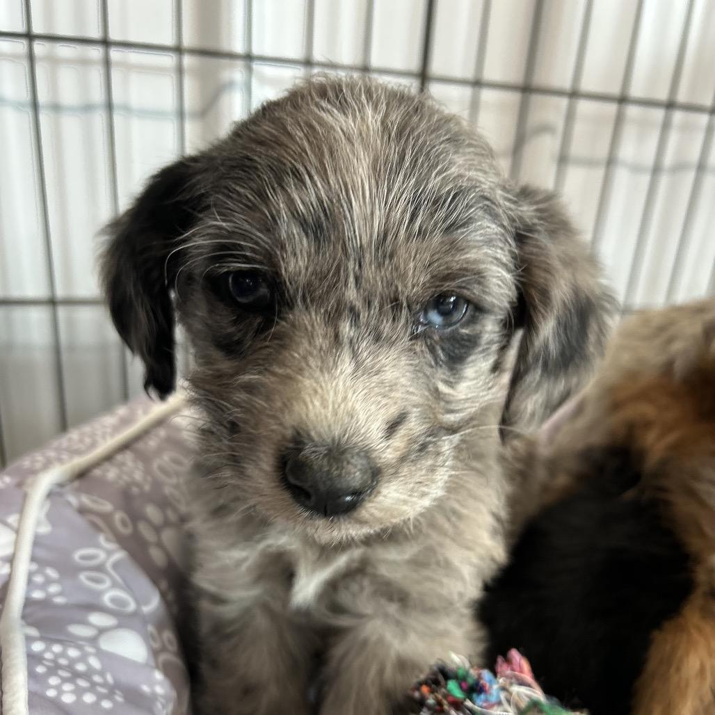 Enlarge Buddha, a Adoptable Australian Cattle Dog / Blue Heeler in Spanish Fork, UT image 4/5