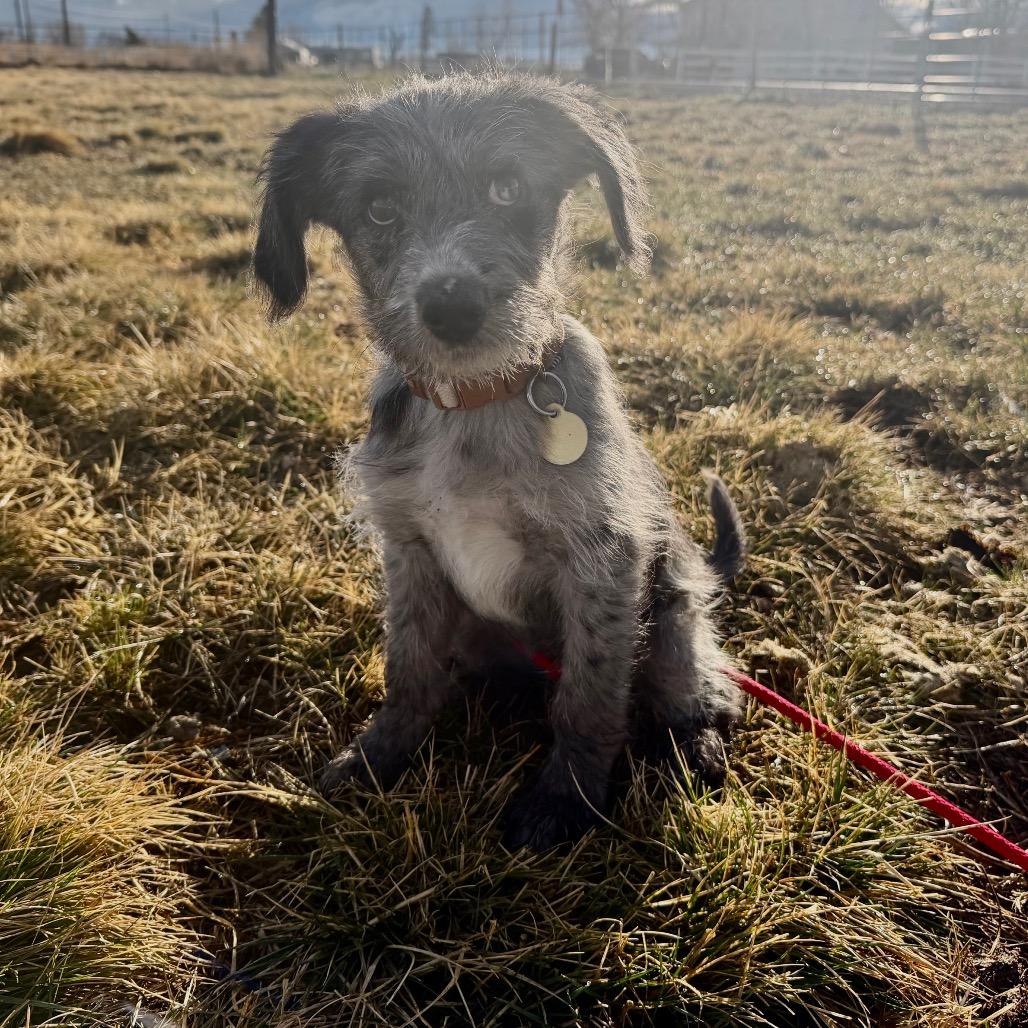 Enlarge Buddha, a Adoptable Australian Cattle Dog / Blue Heeler in Spanish Fork, UT image 5/5