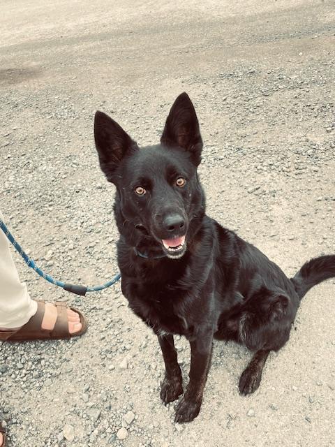 Arlo, ADOPTABLE, Adult Male German Shepherd Dog & Flat-Coated Retriever.