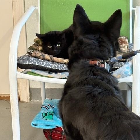 Enlarge Arlo, a ADOPTABLE mixed breed in Fincastle, VA image 2/2