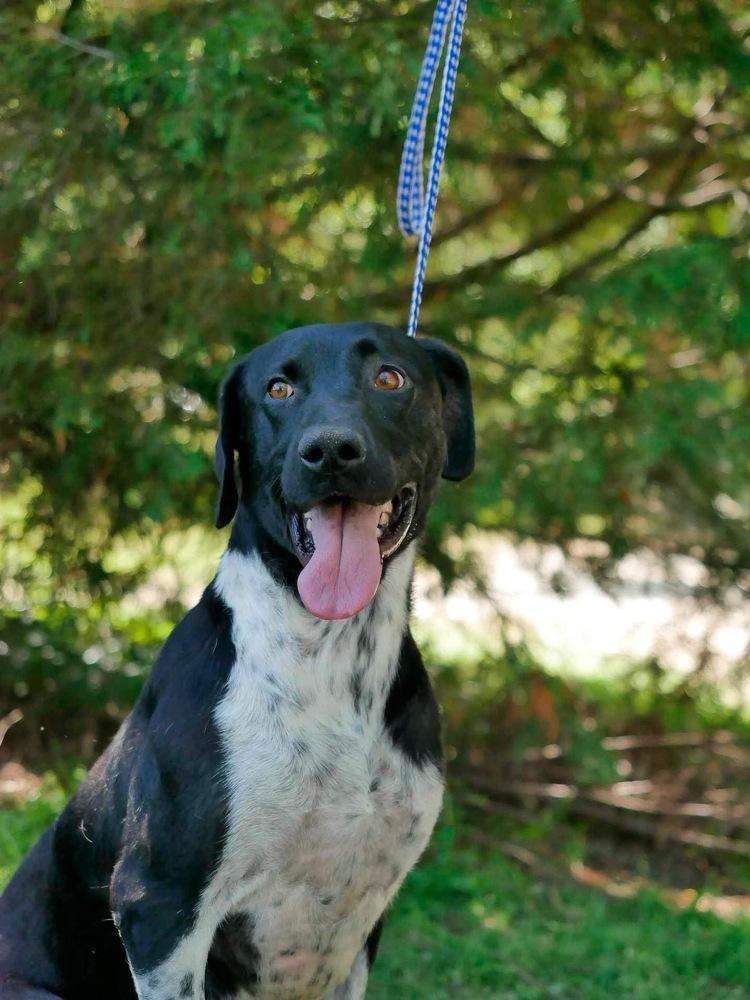 Cheerio (Tripod), Adoptable, Adult Female Hound.