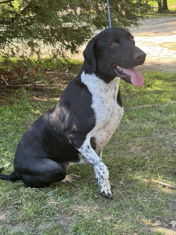 Cheerio (Tripod), Adoptable, Adult Female Pointer.