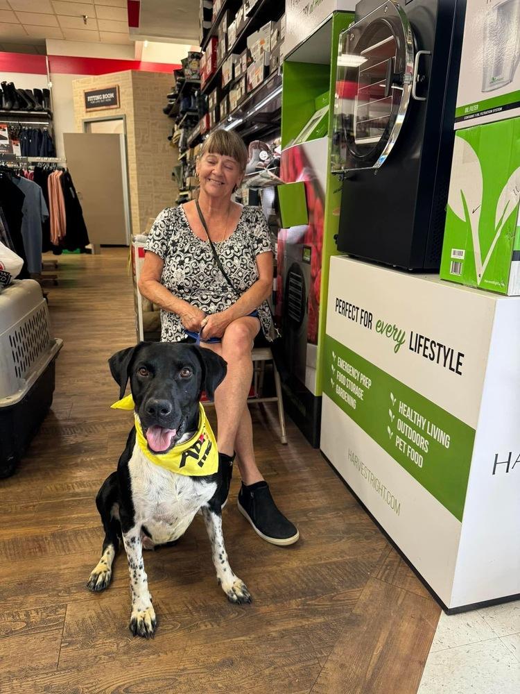 Cheerio (Tripod), a Adoptable Hound image 3/4