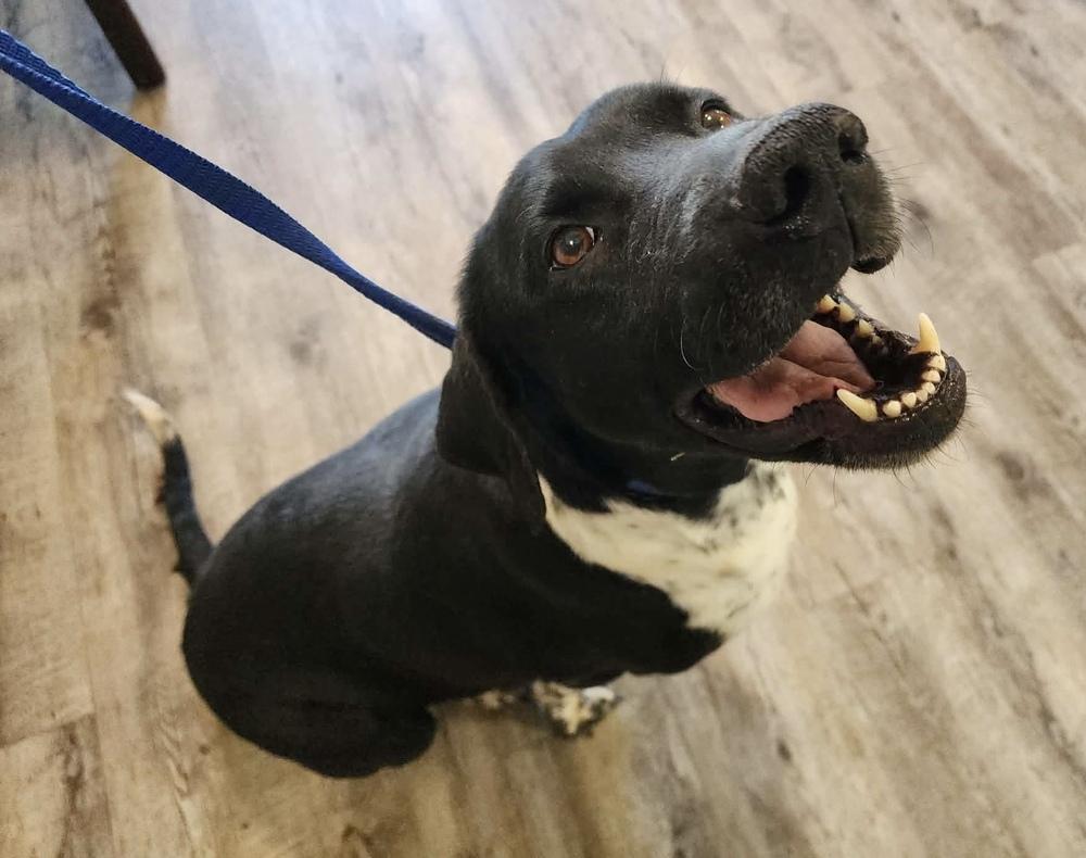 Enlarge Cheerio (Tripod), a Adoptable Pointer in Troy, AL image 4/5