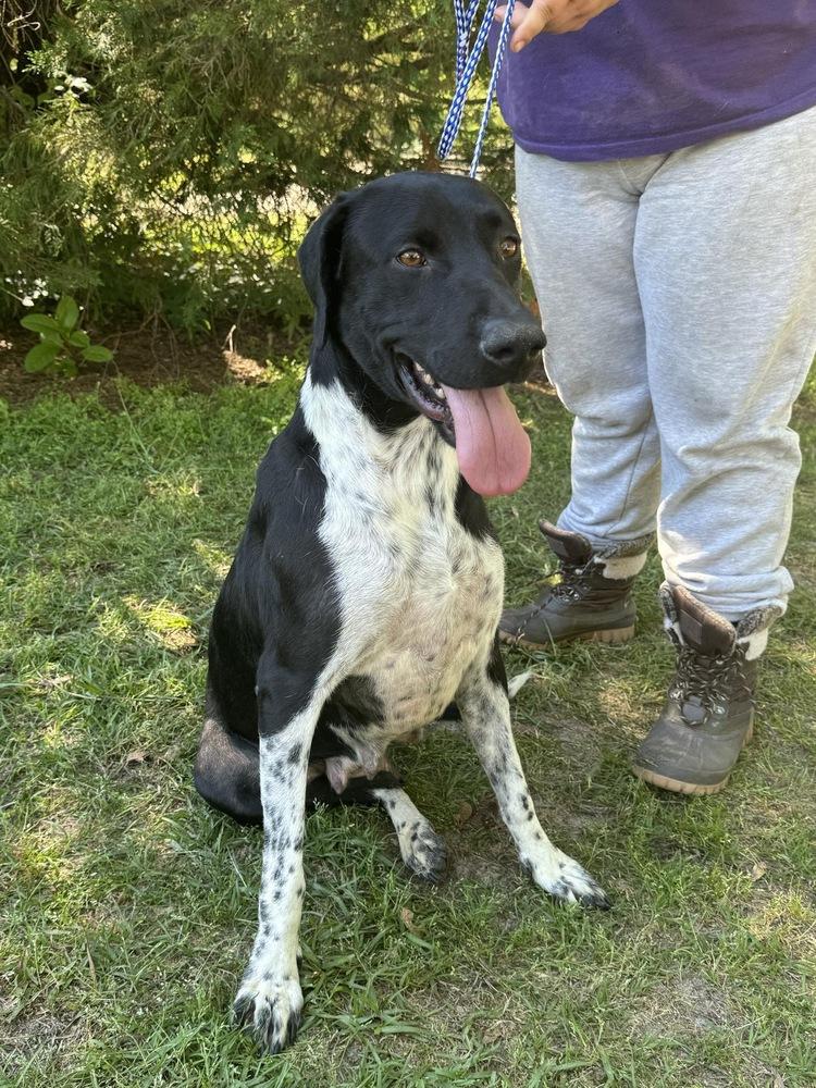 Cheerio (Tripod), a Adoptable Hound image 4/4