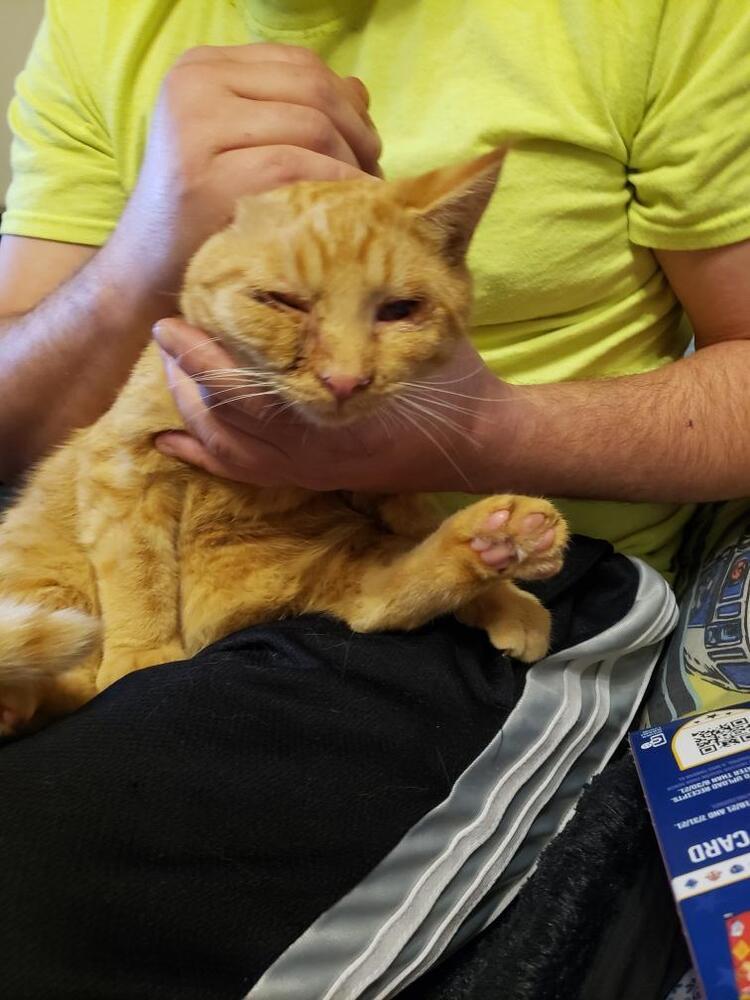 Orion, Adoptable, Young Male Domestic Short Hair.