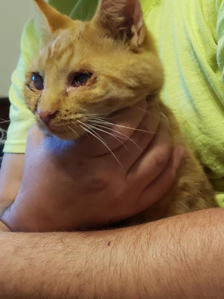 Enlarge Orion, a Adoptable mixed breed in Olyphant, PA image 2/5