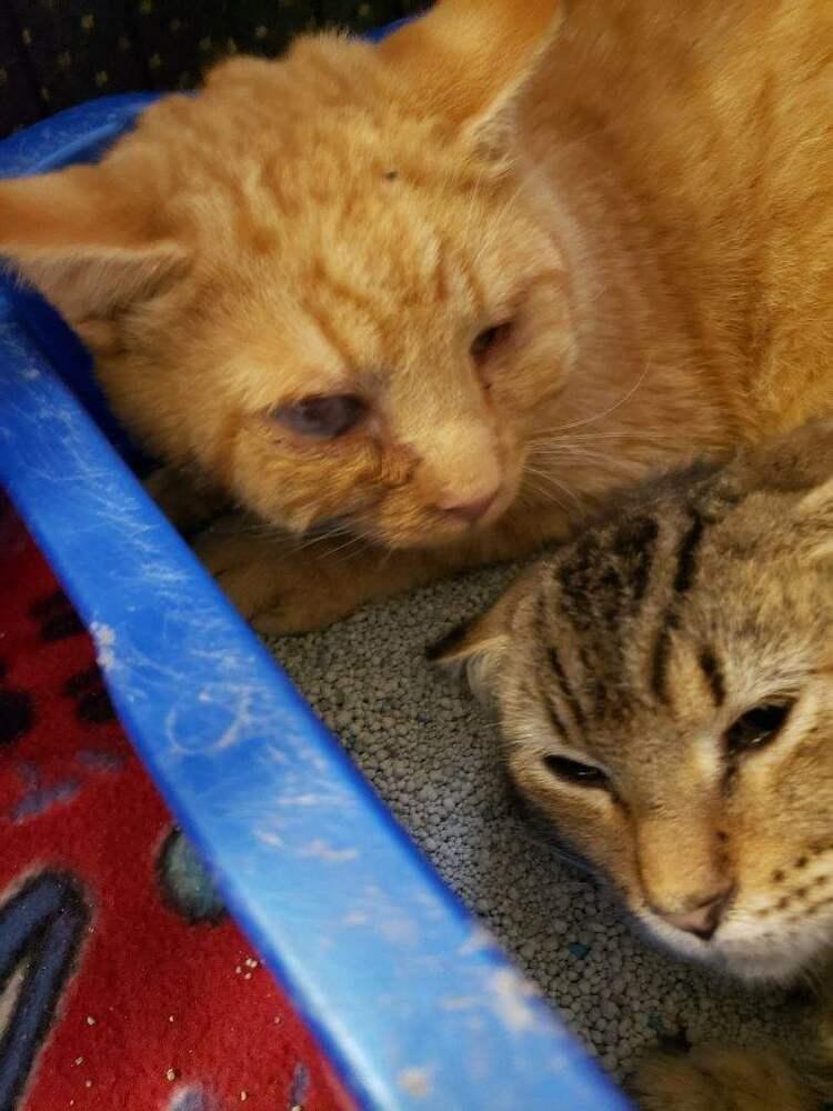 Orion, Adoptable, Young Male Domestic Short Hair.