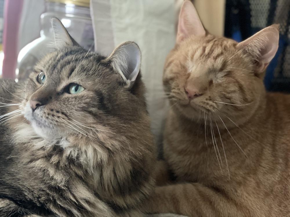 Orion, Adoptable, Young Male Domestic Short Hair.