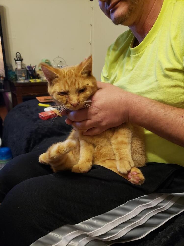 Enlarge Orion, a Adoptable mixed breed in Olyphant, PA image 5/5