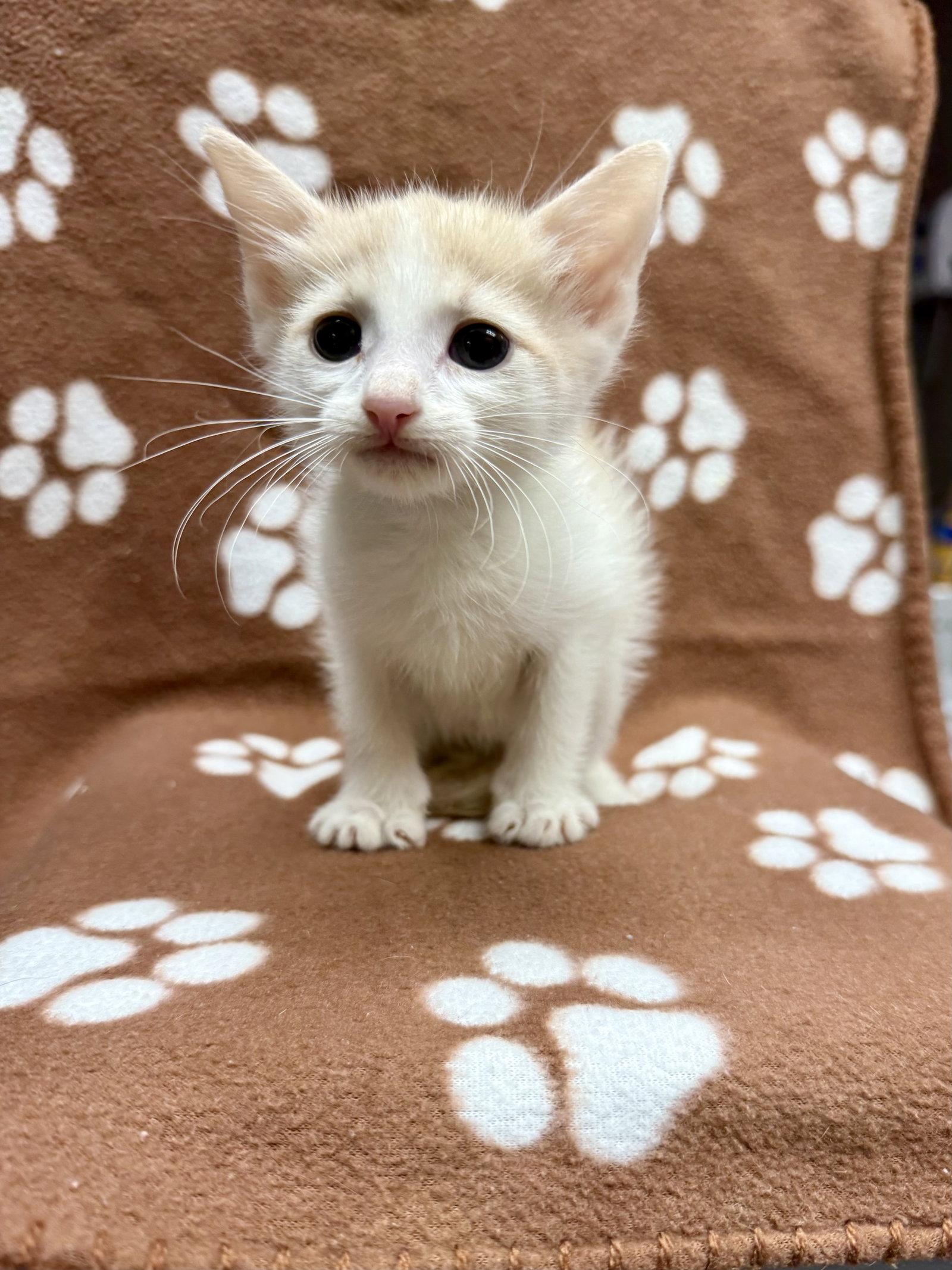 CAT - Gus, Adopted, Kitten Male Domestic Short Hair.
