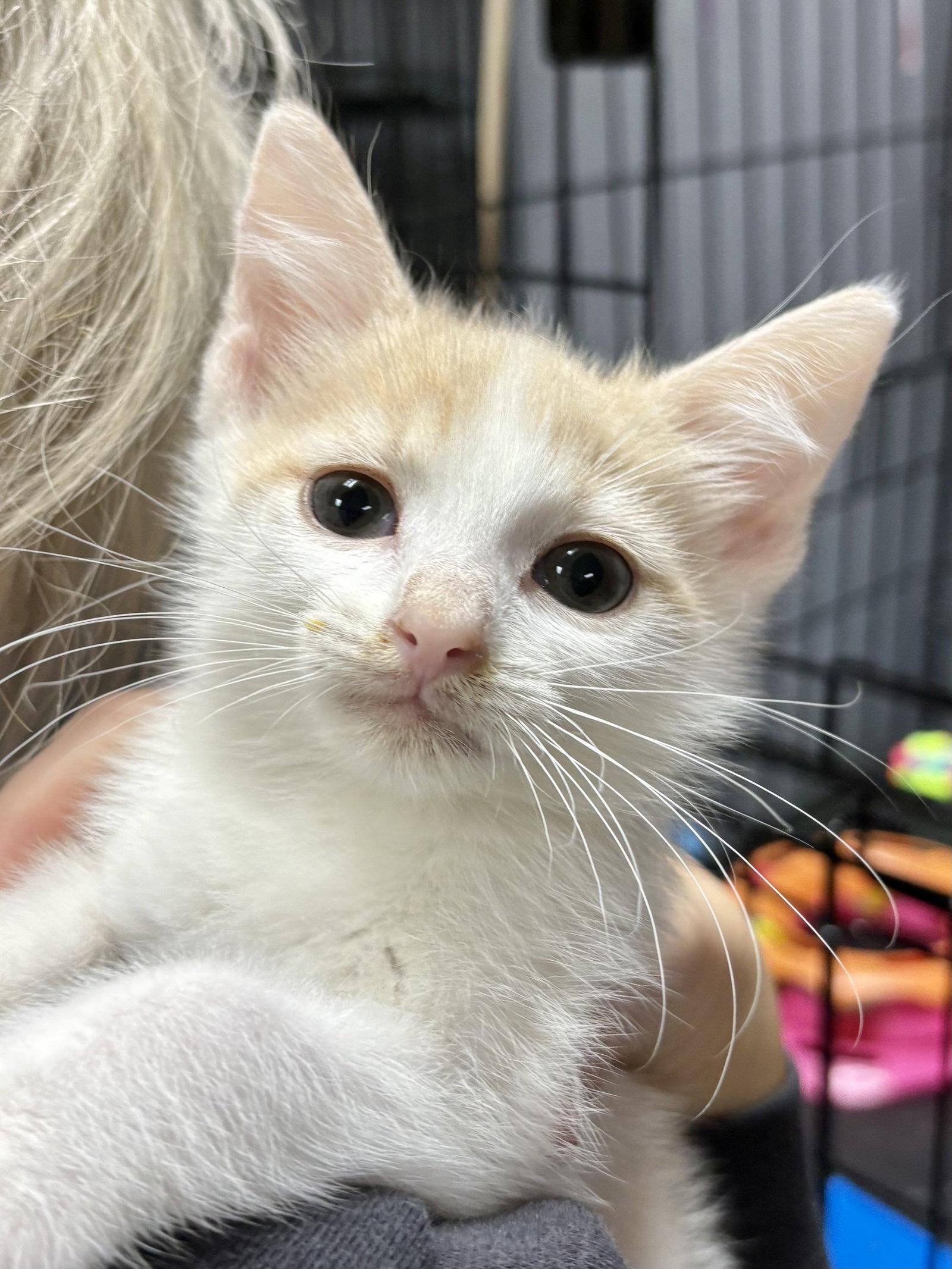 Enlarge CAT - Gus, a Adopted Domestic Short Hair in GILBERTS, IL image 2/3