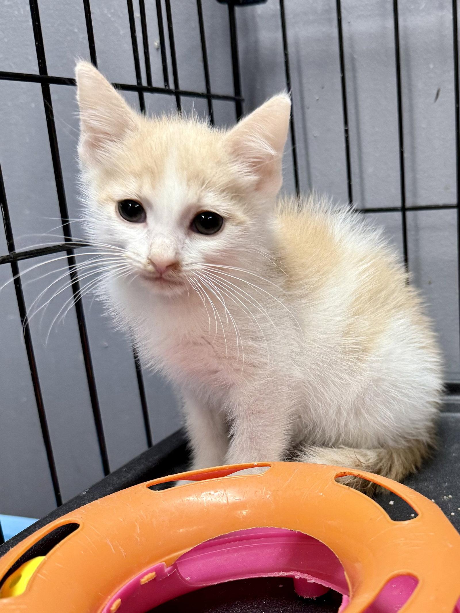 Enlarge CAT - Gus, a Adopted Domestic Short Hair in GILBERTS, IL image 3/3