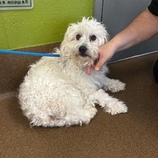 Stevie, Adoptable, Adult Male Poodle & Mixed Breed.
