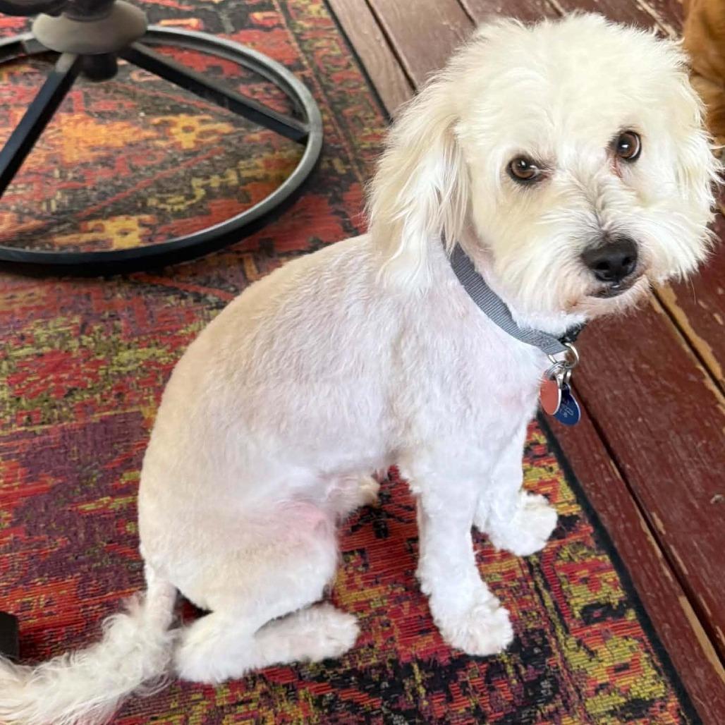 Enlarge Stevie, a Adoptable mixed breed in Wichita, KS image 2/3
