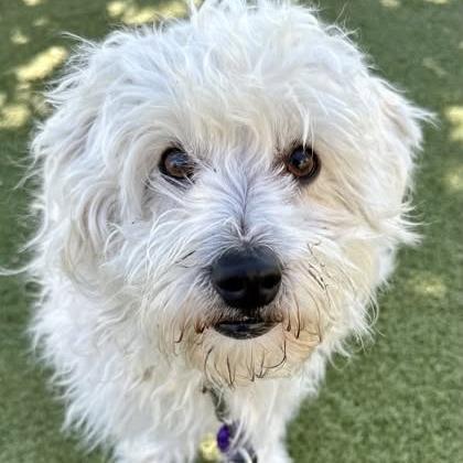 Enlarge Stevie, a Adoptable mixed breed in Wichita, KS image 3/3